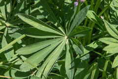 Lupinus polyphyllus pallidipes