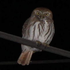 Glaucidium brasilianum