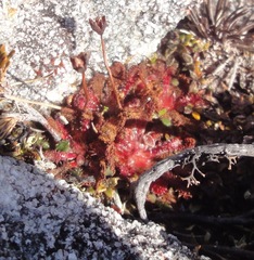 Drosera stenopetala