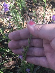 Penstemon linarioides