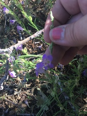 Penstemon linarioides