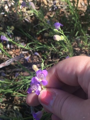 Penstemon linarioides