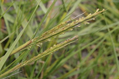 Sporobolus anglicus