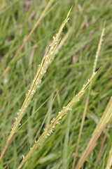 Sporobolus anglicus