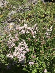 Ageratina occidentalis
