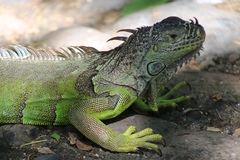 Iguana iguana