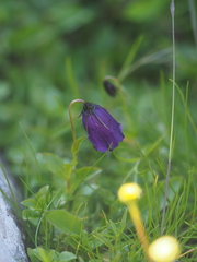 Campanula pulla