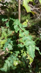 Berberis swaseyi