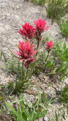 Castilleja parviflora