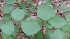 Styrax platanifolius platanifolius