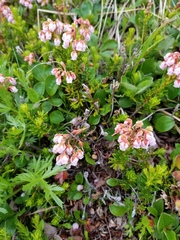 Phyllodoce × intermedia, photograph Syd Cannings, CC BY, iNaturalist via GBIF