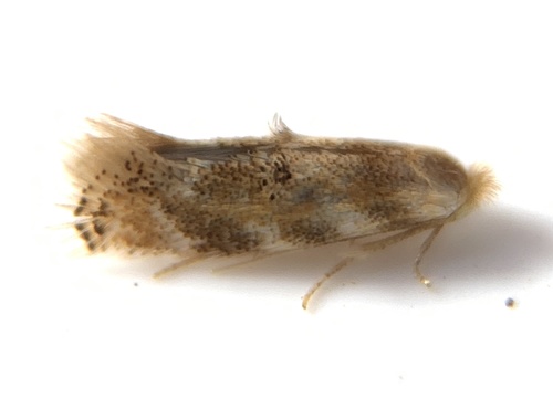 Three-Banded Leaf Roller Moth