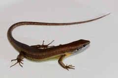 Trachylepis albilabris