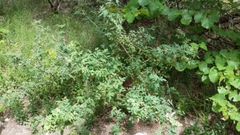 Berberis swaseyi