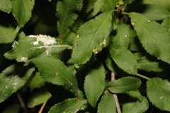 Eriophyes similis