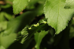Eriophyes similis