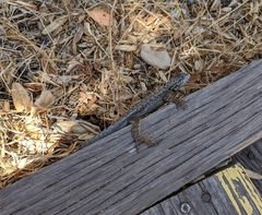 Sceloporus occidentalis becki