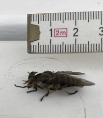 Tabanus sudeticus