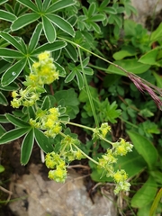 Alchemilla nitida
