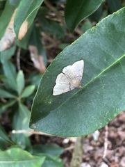 Zanclognatha laevigata