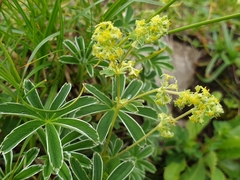 Alchemilla nitida