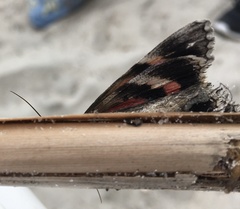 Catocala coccinata