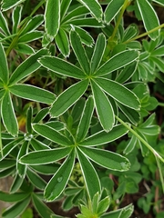 Alchemilla nitida