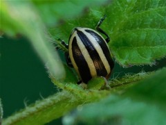 Calligrapha californica
