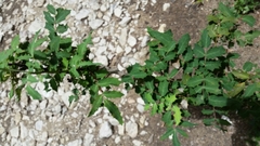 Berberis swaseyi