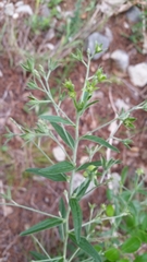 Ditaxis aphoroides