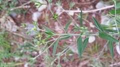 Ditaxis aphoroides