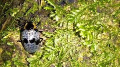 Cypherotylus guatemalae