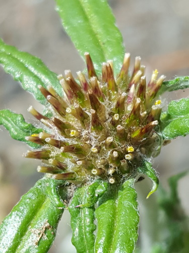 Euchiton sphaericus