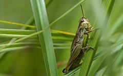 Pseudochorthippus parallelus