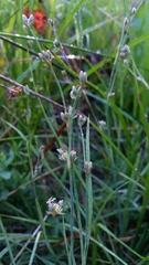 Juncus covillei