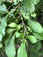 Rhamnus davurica