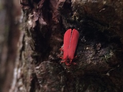 Dictyoptera simplicipes