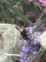 Bombus lapidarius