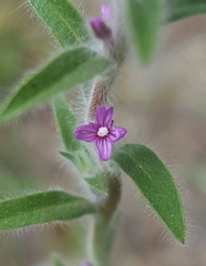 Epilobium torreyi
