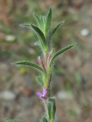 Epilobium torreyi