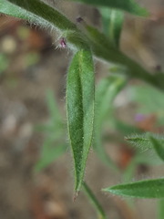 Epilobium torreyi
