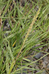 Sporobolus anglicus