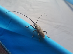 Monochamus maculosus