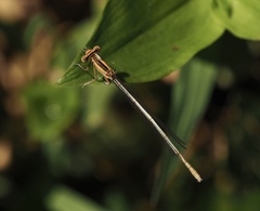 Platycnemis