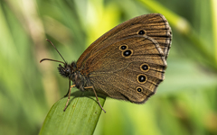 Aphantopus hyperantus