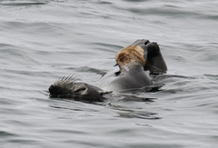 Arctocephalus townsendi
