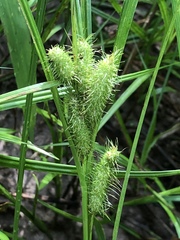 Carex frankii