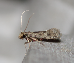 Cephitinea obscurostrigella