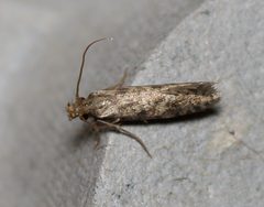 Cephitinea obscurostrigella