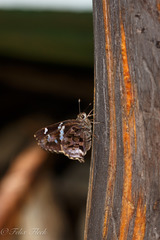 Codatractus bryaxis